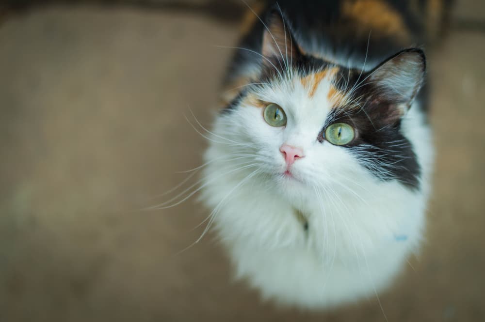 Cat with a heart murmur