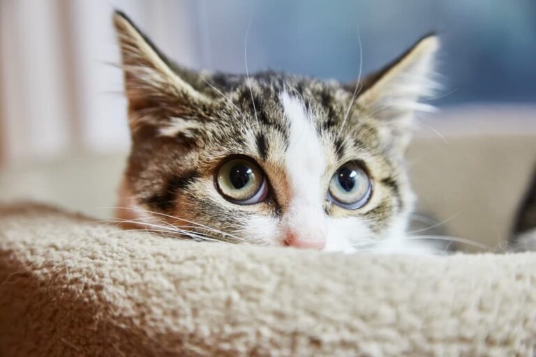 anxious cat hiding