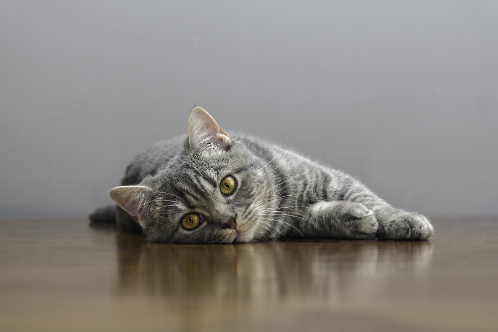 Tapeworms in Cats Tapeworms in Cats