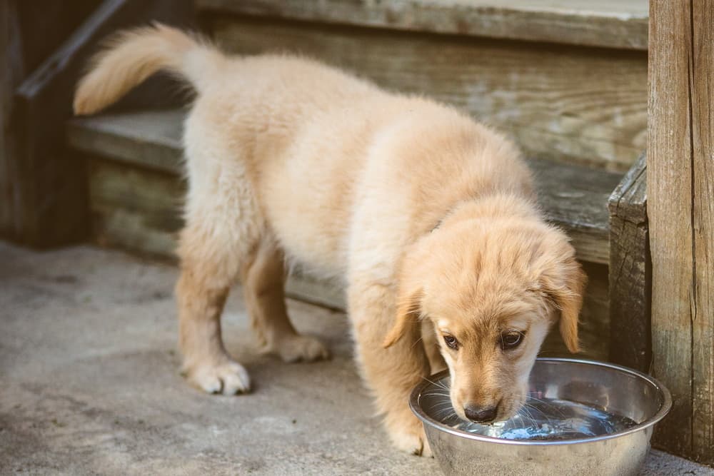 How Much Water Should a Dog Drink?