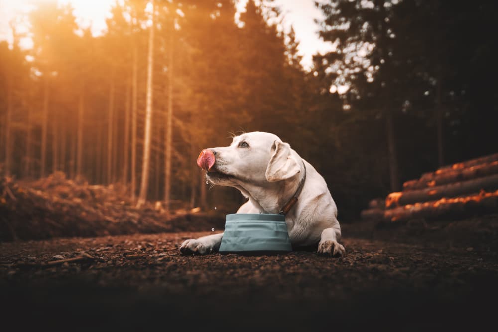 Dog laying down with water bowl