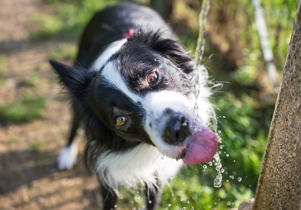 Dog drinking from hose