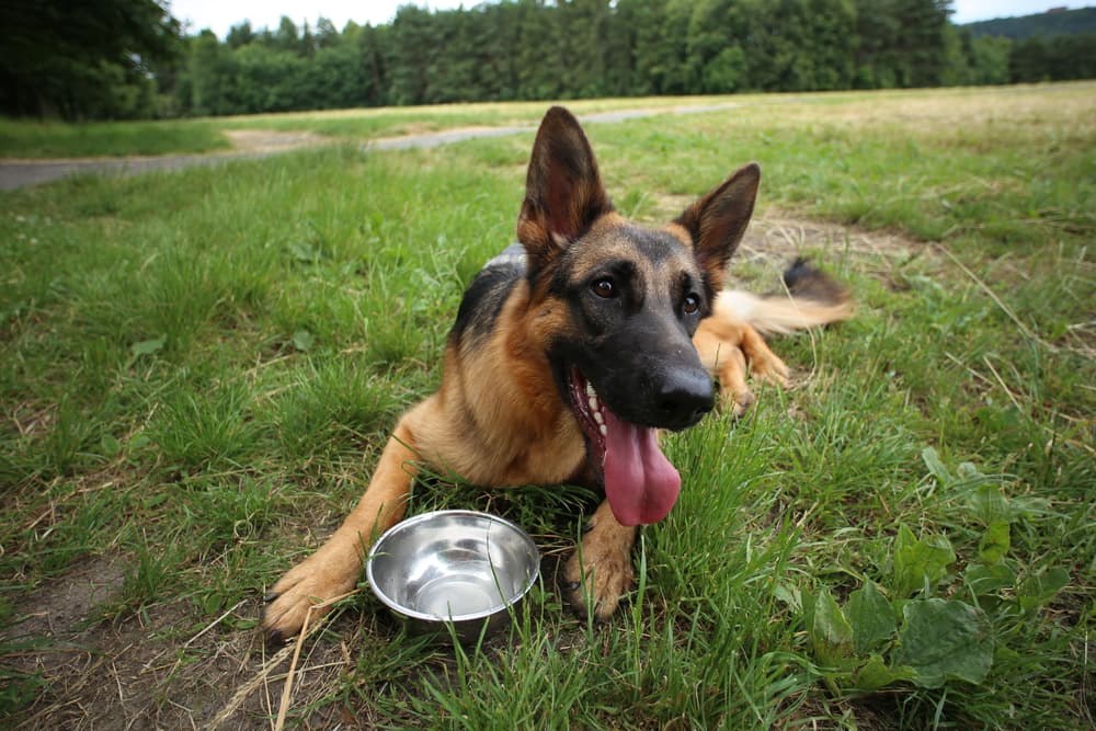 Dog in grass with empty water bowl