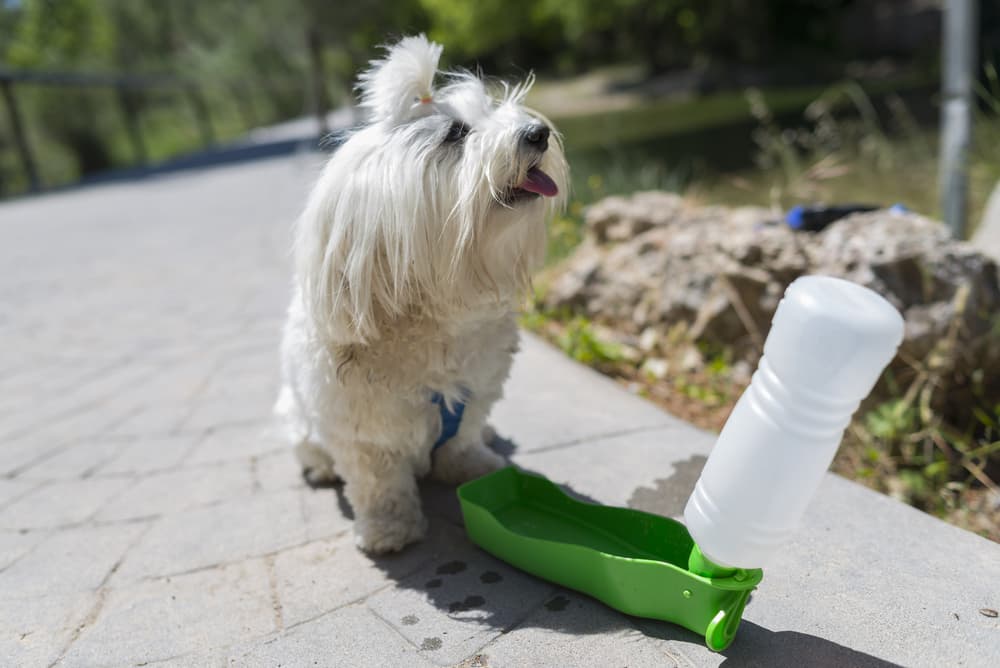 Dog with travel water dish