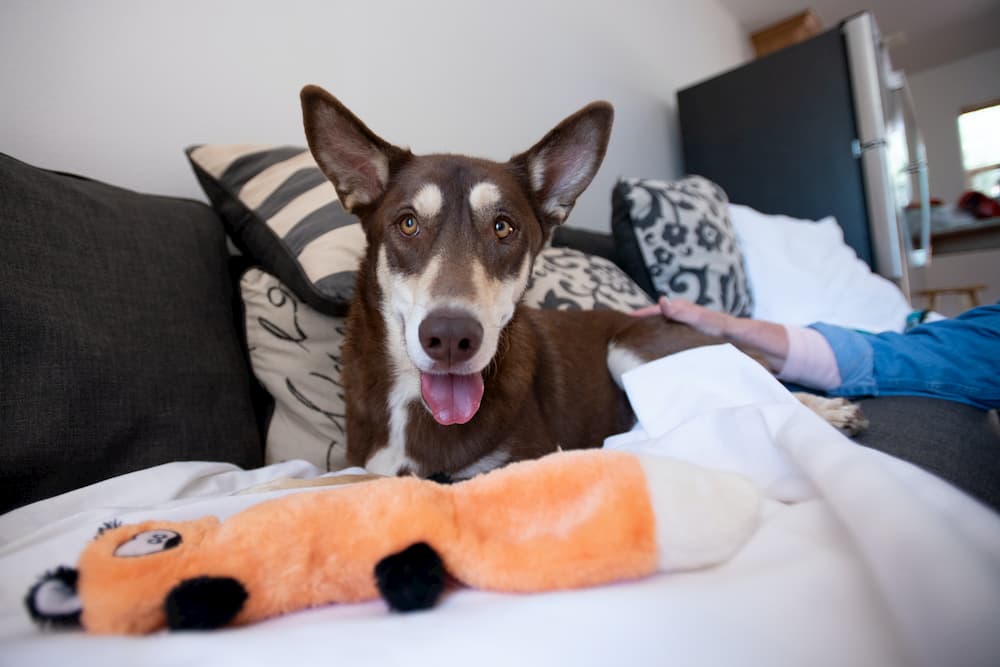 Foster dog in home