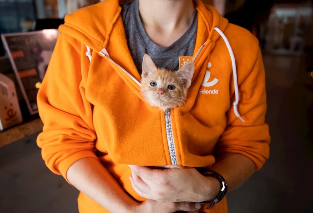 Woman holds cat for adoption