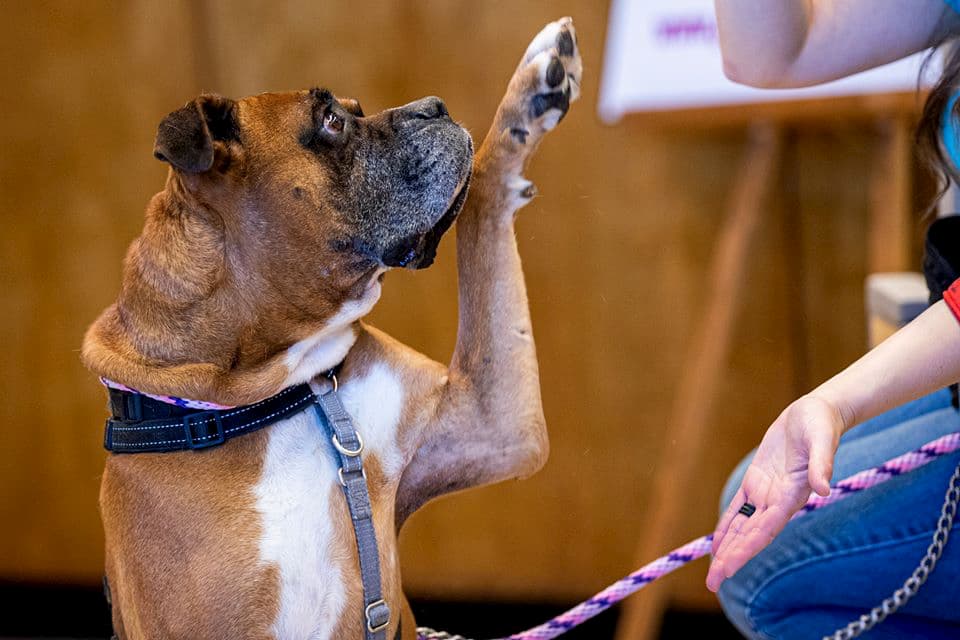 Dog in shelter raising paw