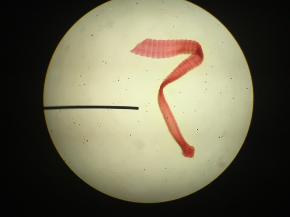 Dipylidium caninum