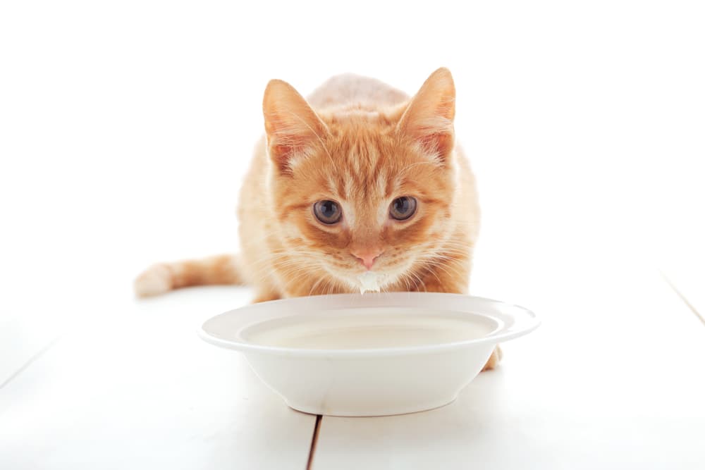 Can You Give Cats Milk?
