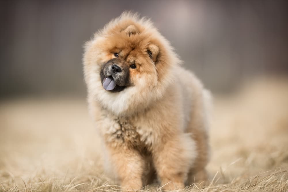 Fluffy dog outside