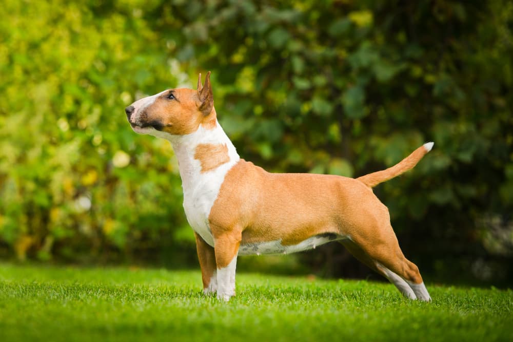 Cerebellar Hypoplasia in Dogs