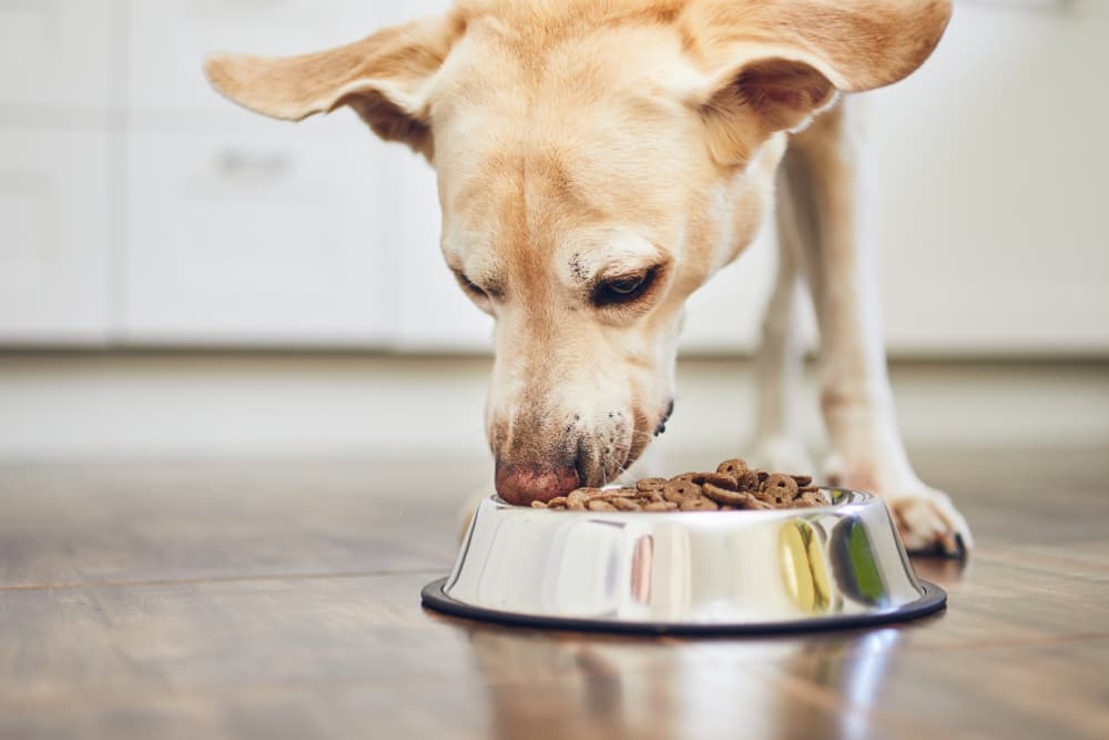 Dog eating food from bowl