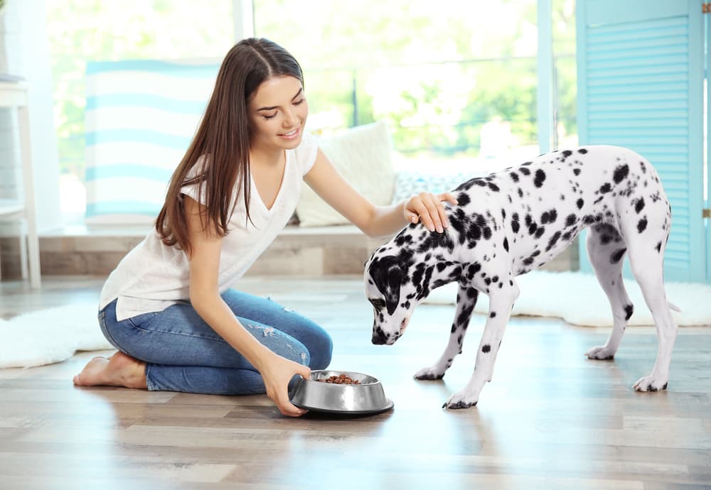 Woman feeding Dalmatian