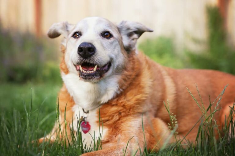 Senior dog lying in grass