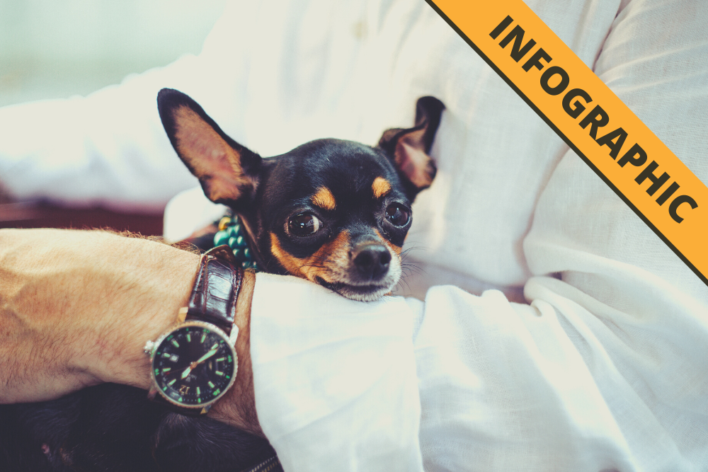 Infographic: COVID-19 and Pets