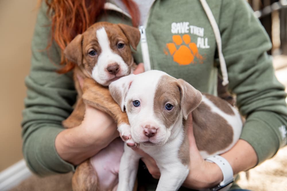 COVID-19: Pet Rescues and Animal Shelters Stay Positive and Innovate