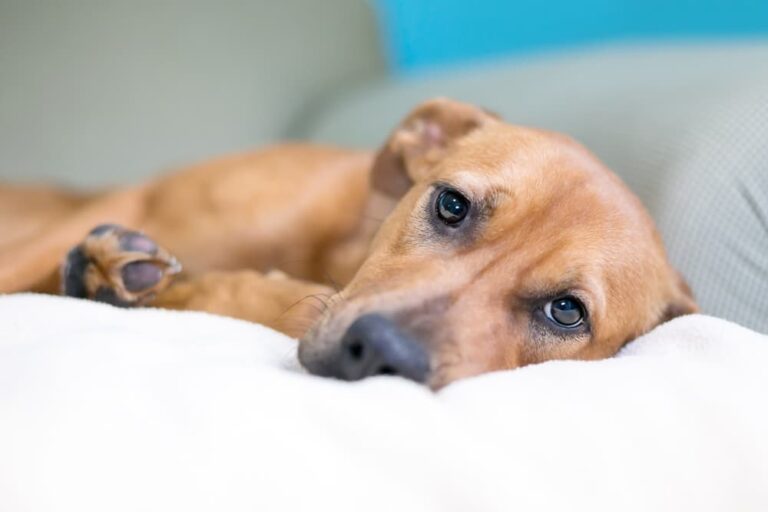 Dog with Cushing's disease