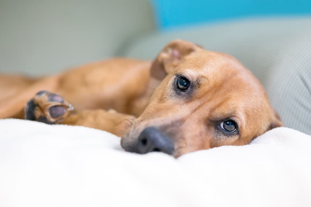 Cushing’s Disease in Dogs
