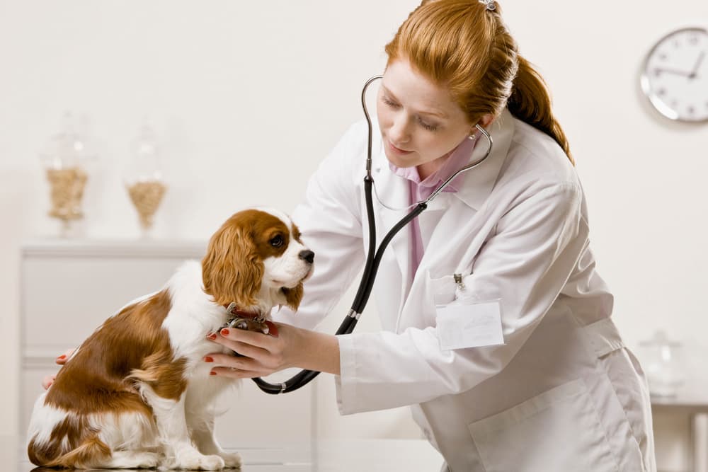 Heart Murmur in Dogs: Causes, Treatment Options and Cost