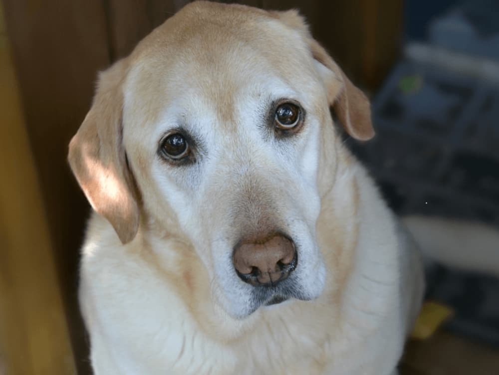 How Can You Tell If Your Dog Is Sad?