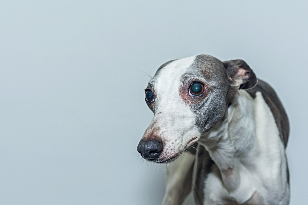 Symptoms of hydrocephalus in dogs