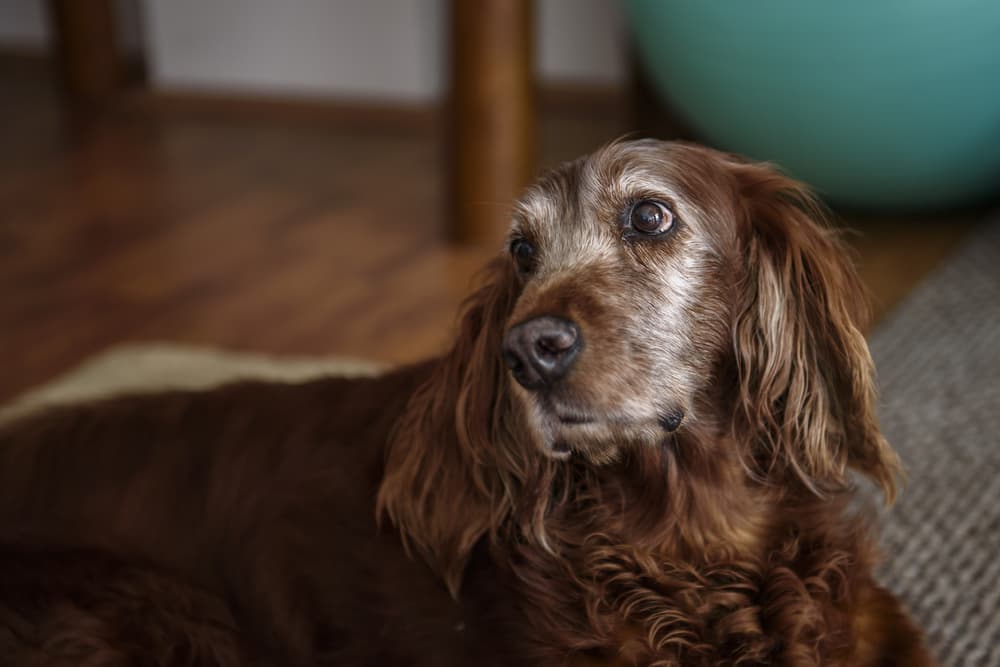 Lipomas in Dogs