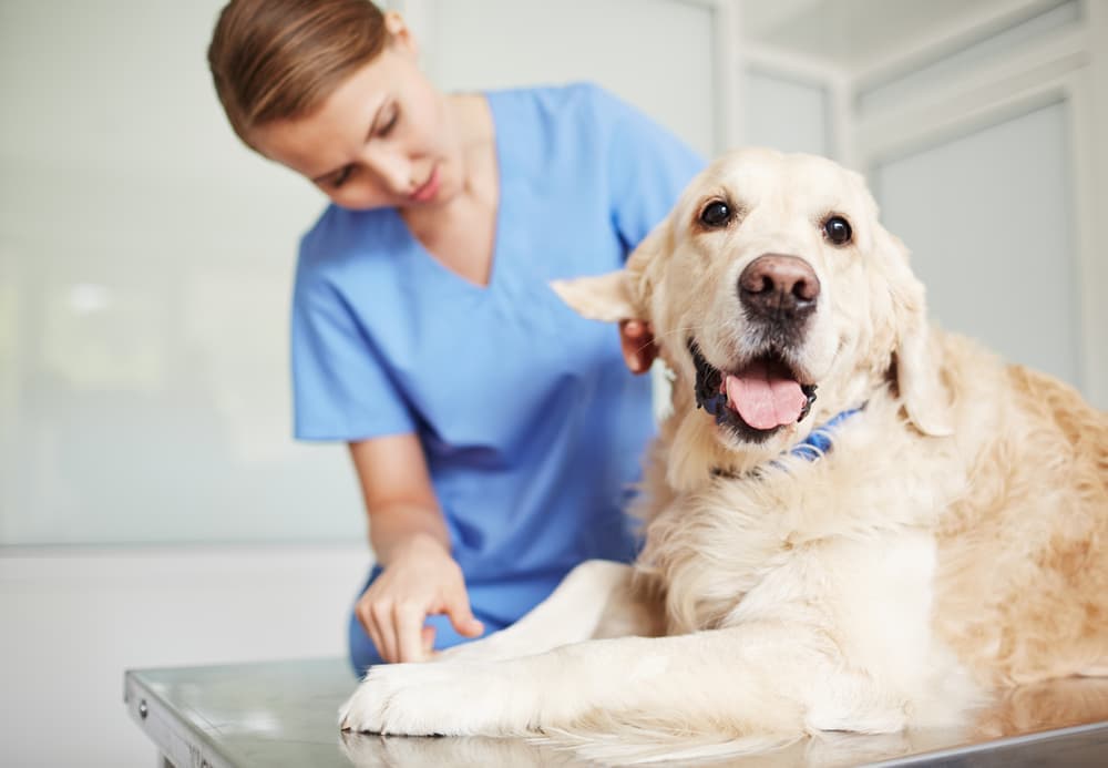 Dog at vet