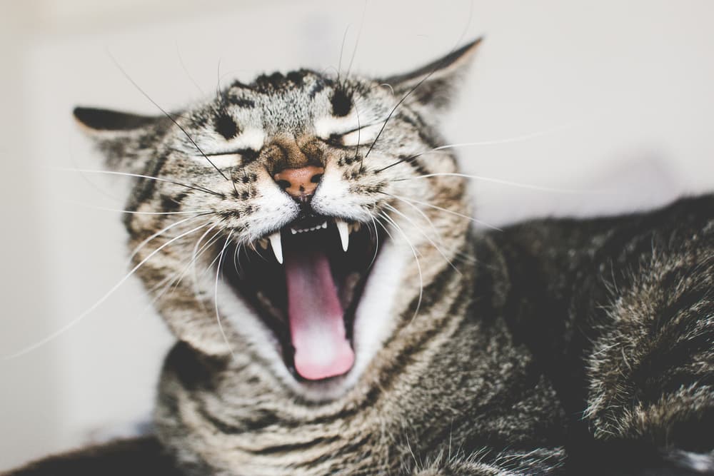 Cat yawning