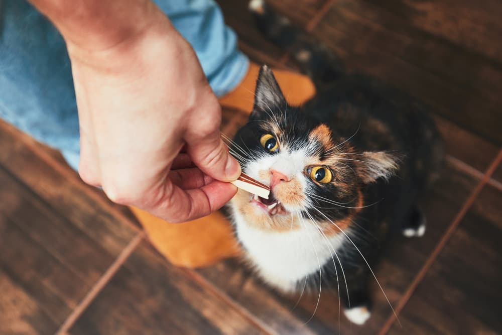 Cat eating from owner's hand
