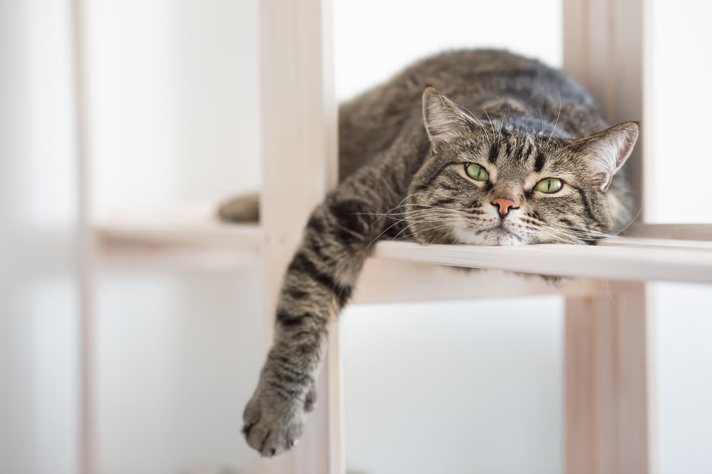 Cat laying on shelf