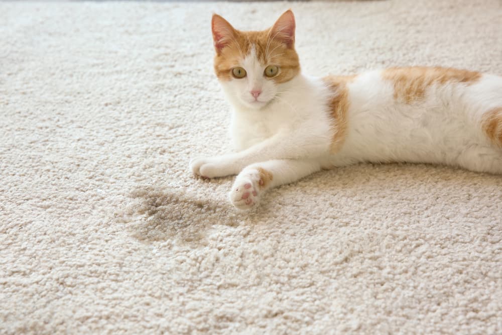 Cat laying next to wet spot on carpet