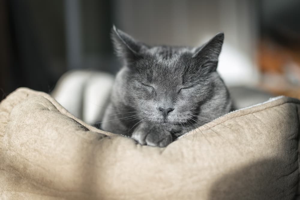 10 Signs Your Cat is Getting Older 10 Signs Your Cat is Getting Older