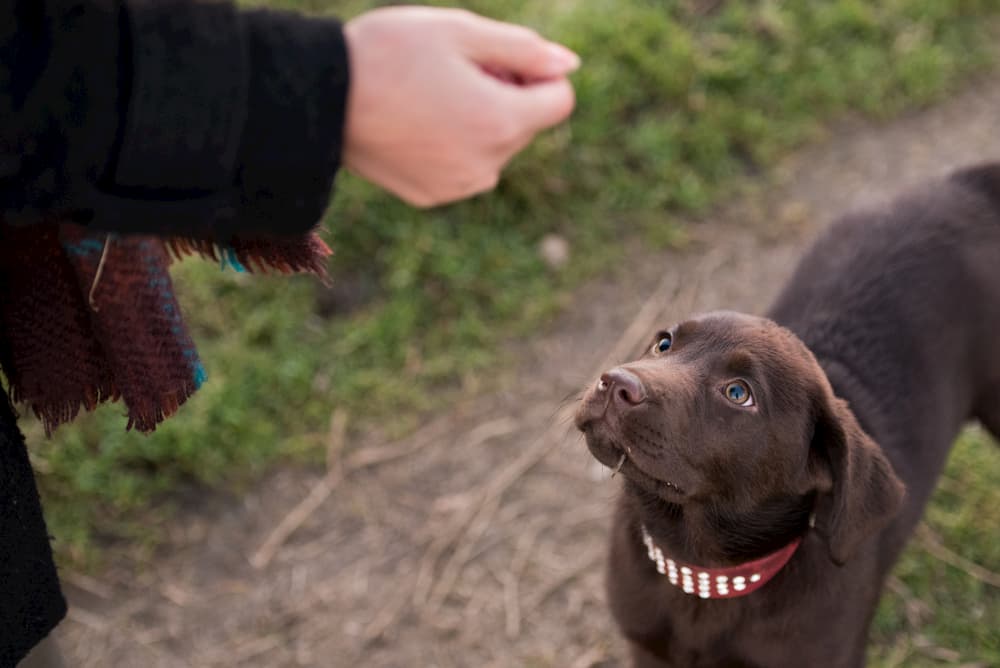 Pet owner giving a dog a chew