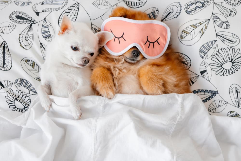 12 Self-Care Tips We Can Learn From Our Pets