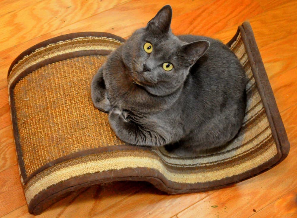 Cat trained to use scratching post