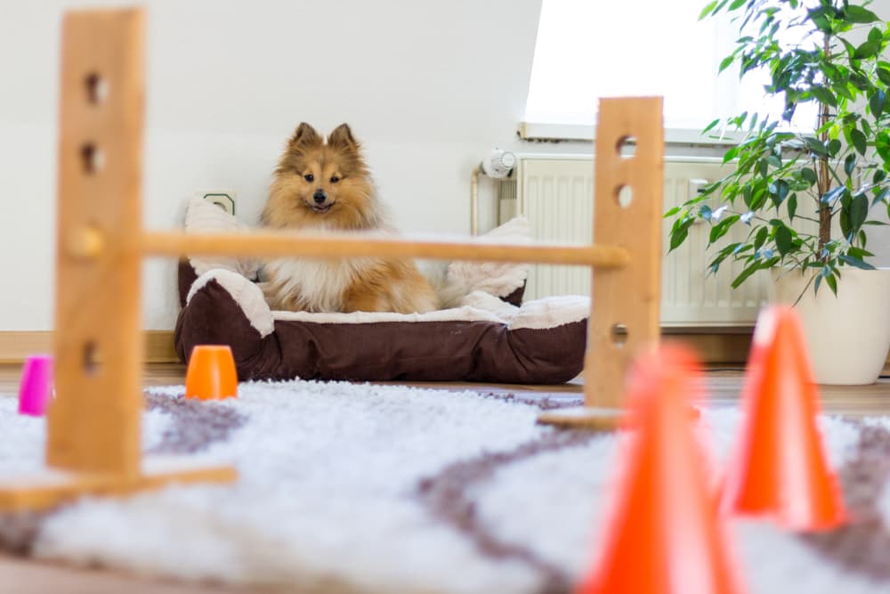 dog obstacle course at home