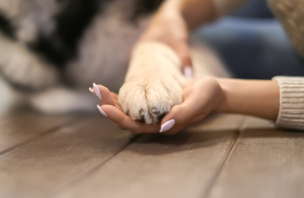 Woman holding a dog's paw in hand