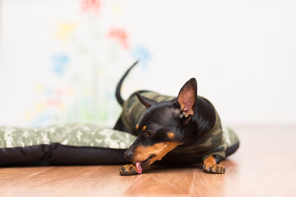 dog licking paws