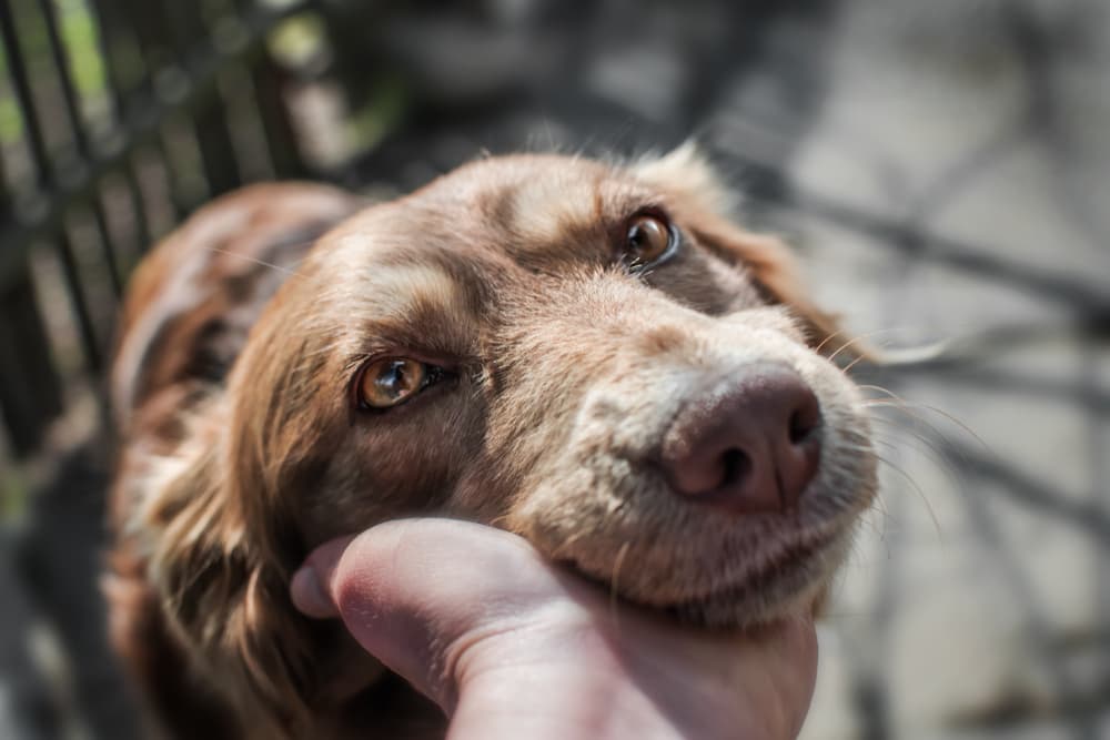 Glaucoma in Dogs