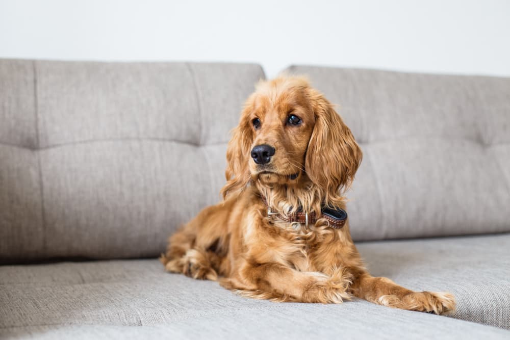Cocker Spaniel on couch