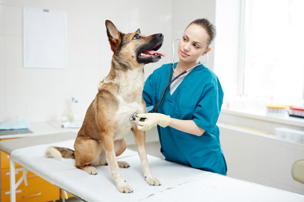 Veterinarian treating German Shepherd