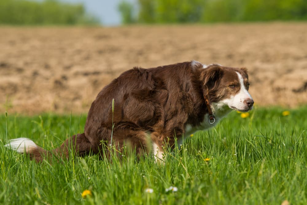 Coccidia symptoms in dogs includes diarrhea 