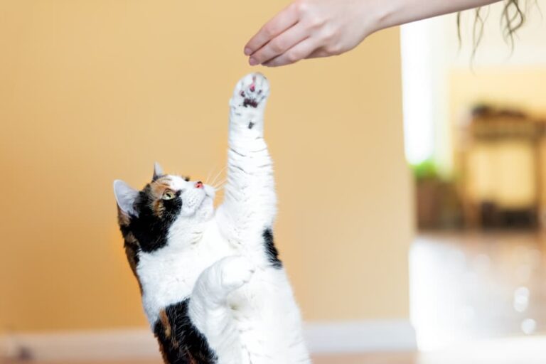 woman training cat