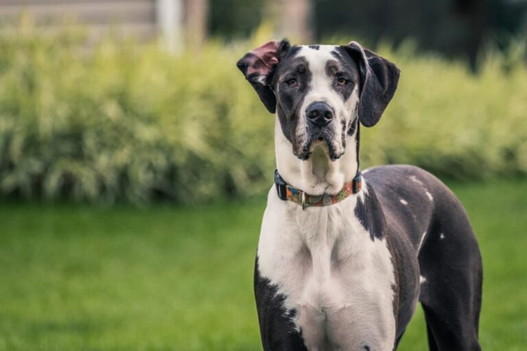Great Dane with hip dysplasia