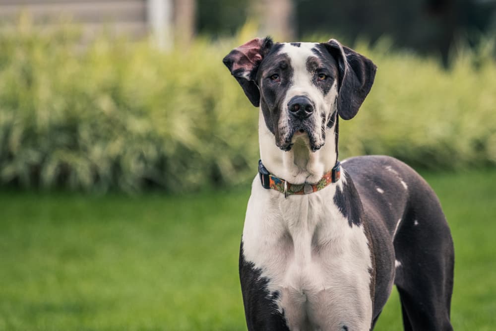 Hip Dysplasia in Dogs