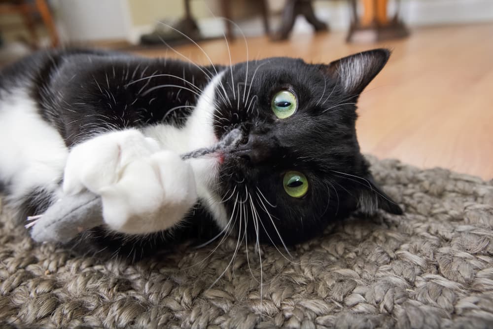 Why Do Cats Like Catnip?