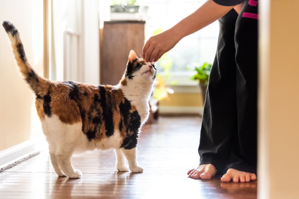 Woman trying to train cat