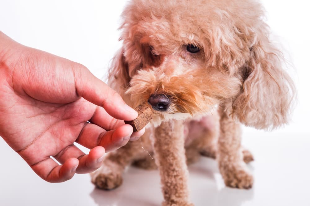 Giving dog heartworm medication