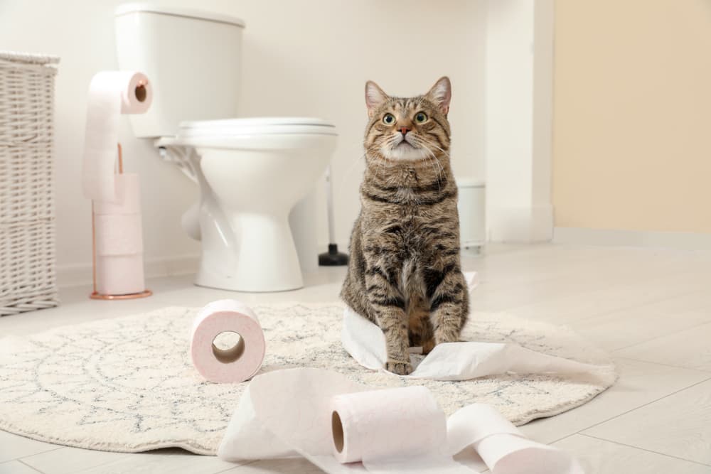 cat in the bathroom