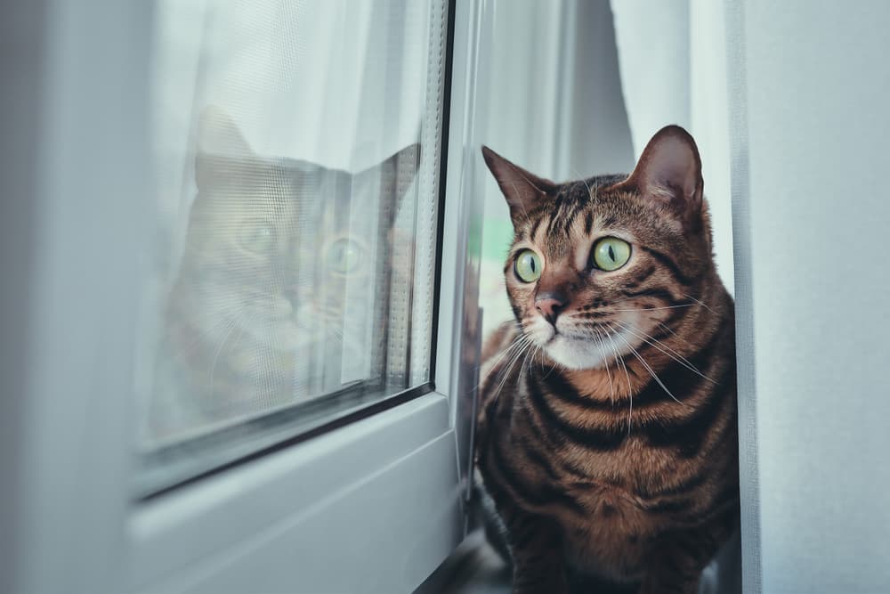 Cat distracted by outdoors